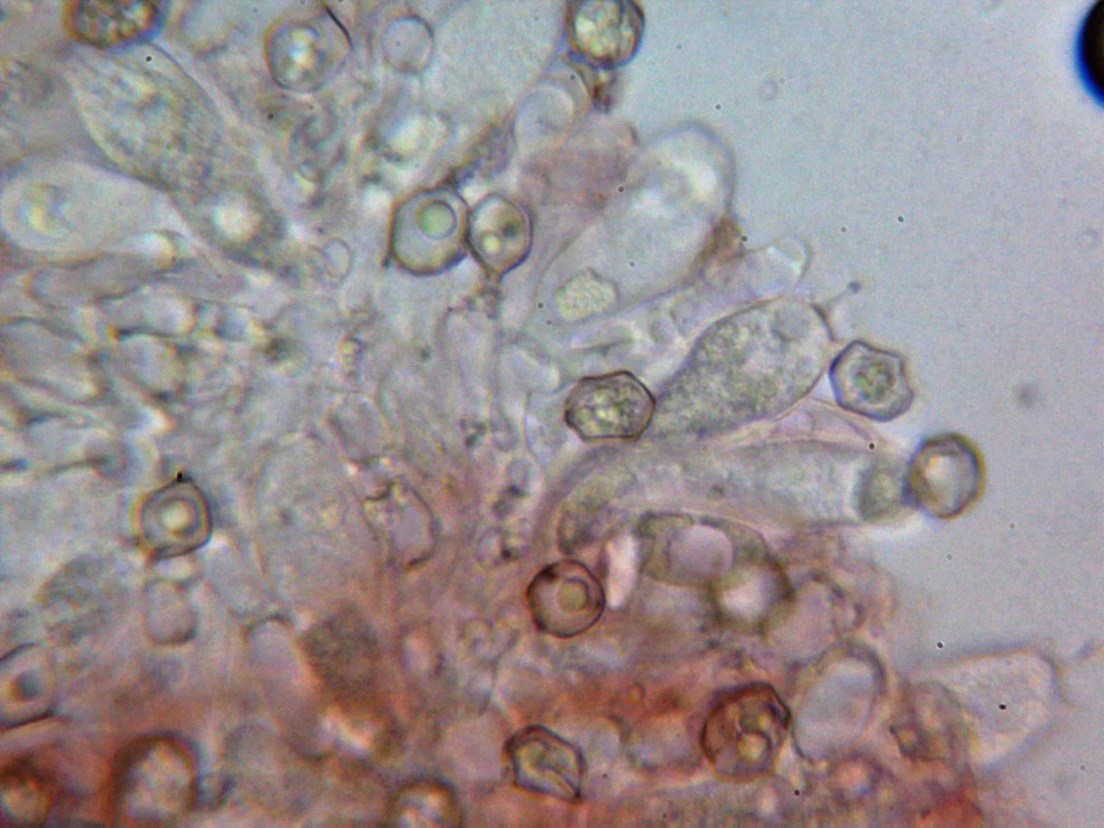 10 - Basidios 2